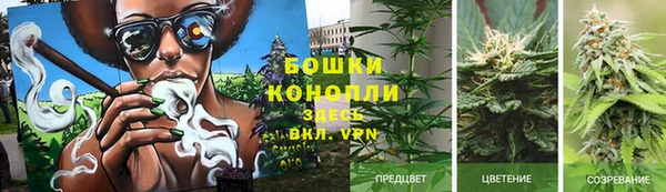 сатива Медногорск