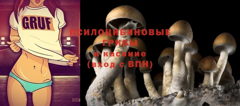 Псилоцибиновые грибы Psilocybine cubensis  Катайск 